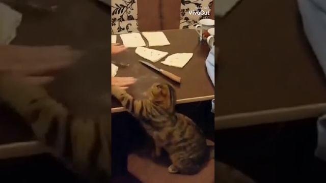 Пушистый "сушеф"