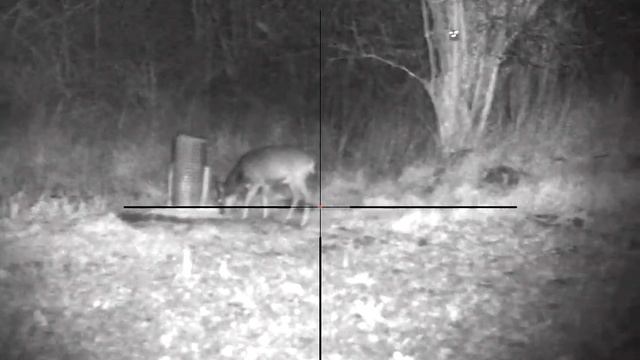 Pulsar Digex N455 + LASER IR 940 - roe deer at 60 -100m смотреть онлайн
