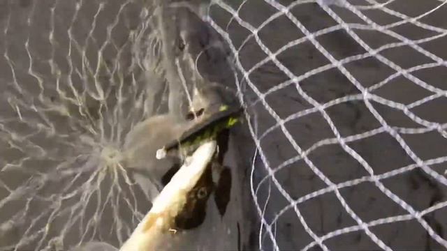 Поймал Две щуки на один воблер смотреть онлайн