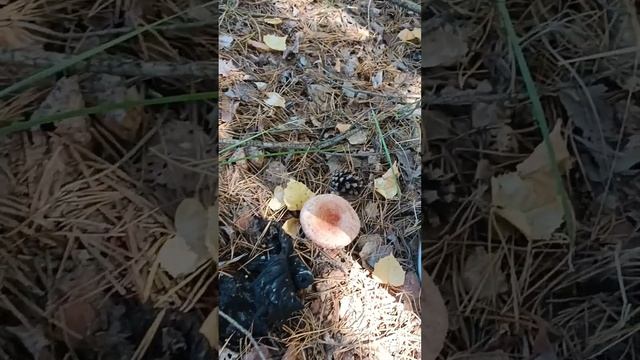 Прошёлся по точкам.Собрал молодых груздей и волнушек. смотреть онлайн