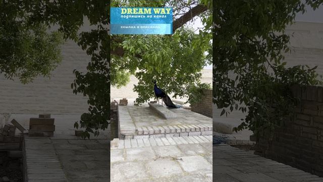 павлин в Чор-Бакр #dreamway #путешествие #travel #отдых #туризм #shortsvideo #shorts #Узбекистан смотреть онлайн