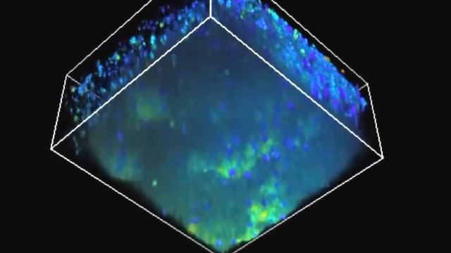 Intravital imaging of Ca2+ signals in lymphocytes of Ca2+ biosensor transgenic mice: indication смотреть онлайн