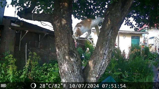 НАШ КОТ РЫЖИК СКАЧЕТ ПО ДЕРЕВУ, КАК БЕЛКА.