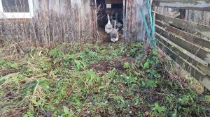 Обзор зимнего дома для гусей 🪿