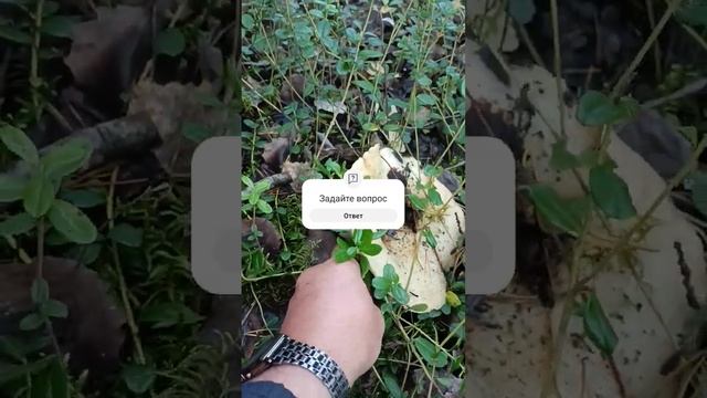 Груздь белый смотреть онлайн