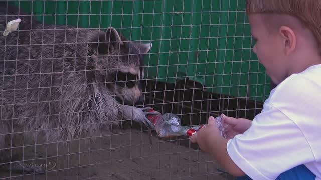 Зоопарк Енот полоскун смотреть онлайн