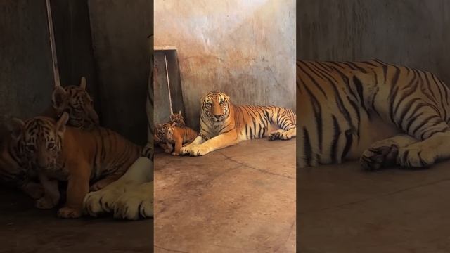 Подпишись на Нас для тебя это пустяк, а нам будет очень приятно смотреть онлайн