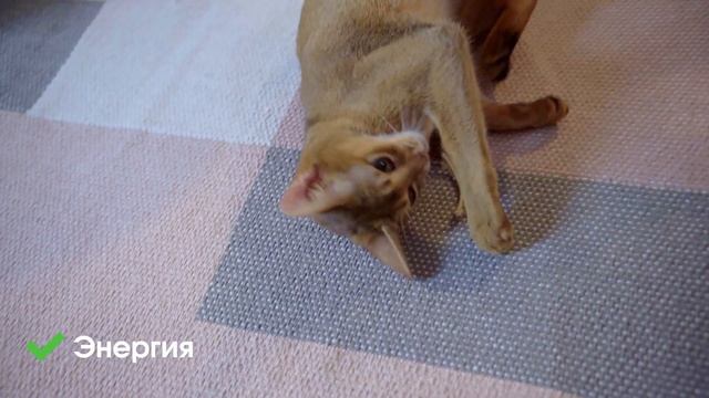 Profine cat смотреть онлайн