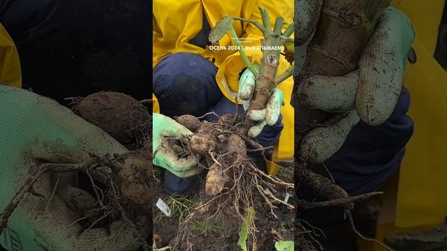 БОЛЕЕ 350 СОРТОВ ГЕОРГИН С НАШИХ ПОЛЕЙ 🌺🔥