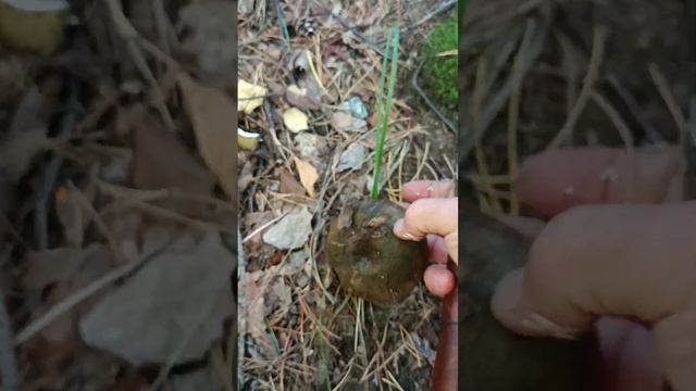 Красавец- груздь.Чёрный. смотреть онлайн