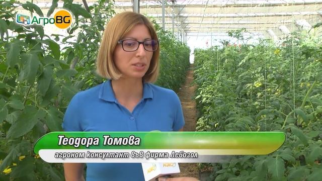 Открит ден на оранжерийните домати с Лебозол смотреть онлайн