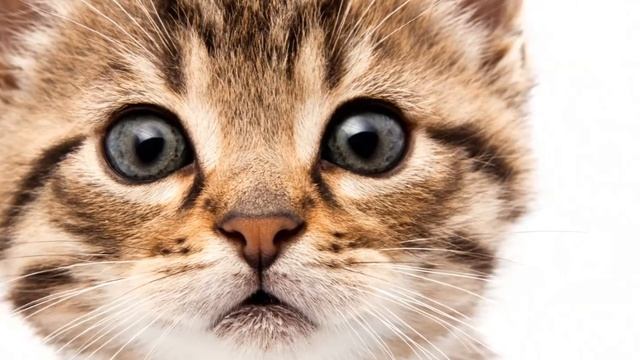 Такие разные кошки!..