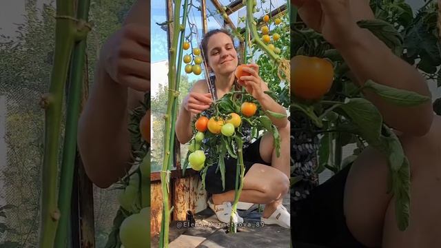 Самые вкусные помидоры в мире #рецепт #дачныеидеи #огород #дача #рецепты смотреть онлайн