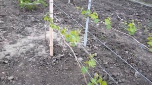 Нормировка винограда побегами весной 14 апреля 2024 года Краснодарский край.