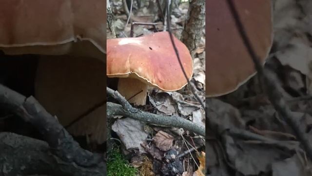 4 сентября 2024 г. смотреть онлайн