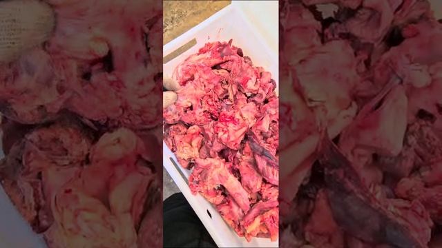 Собачья радость говяжья