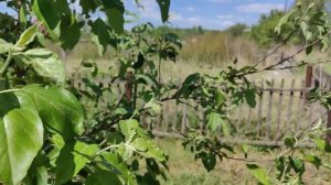 Яблоня Апорт Омск 29 мая 2022 г.