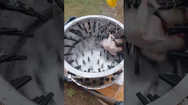 ПРОФЕССИОНАЛЬНЫЙ ОЩИП КУР!!! 19.11.2024 год. смотреть онлайн