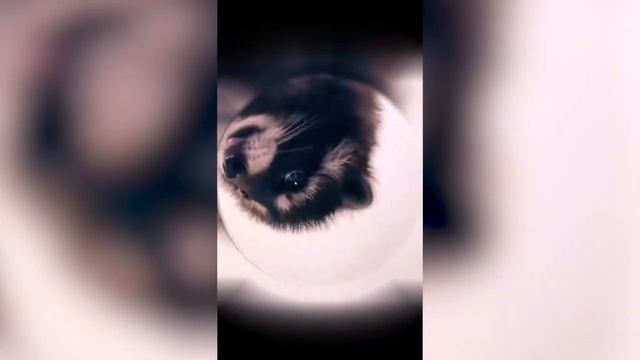 Енот танцует смеется улыбается и кайфует от жизни