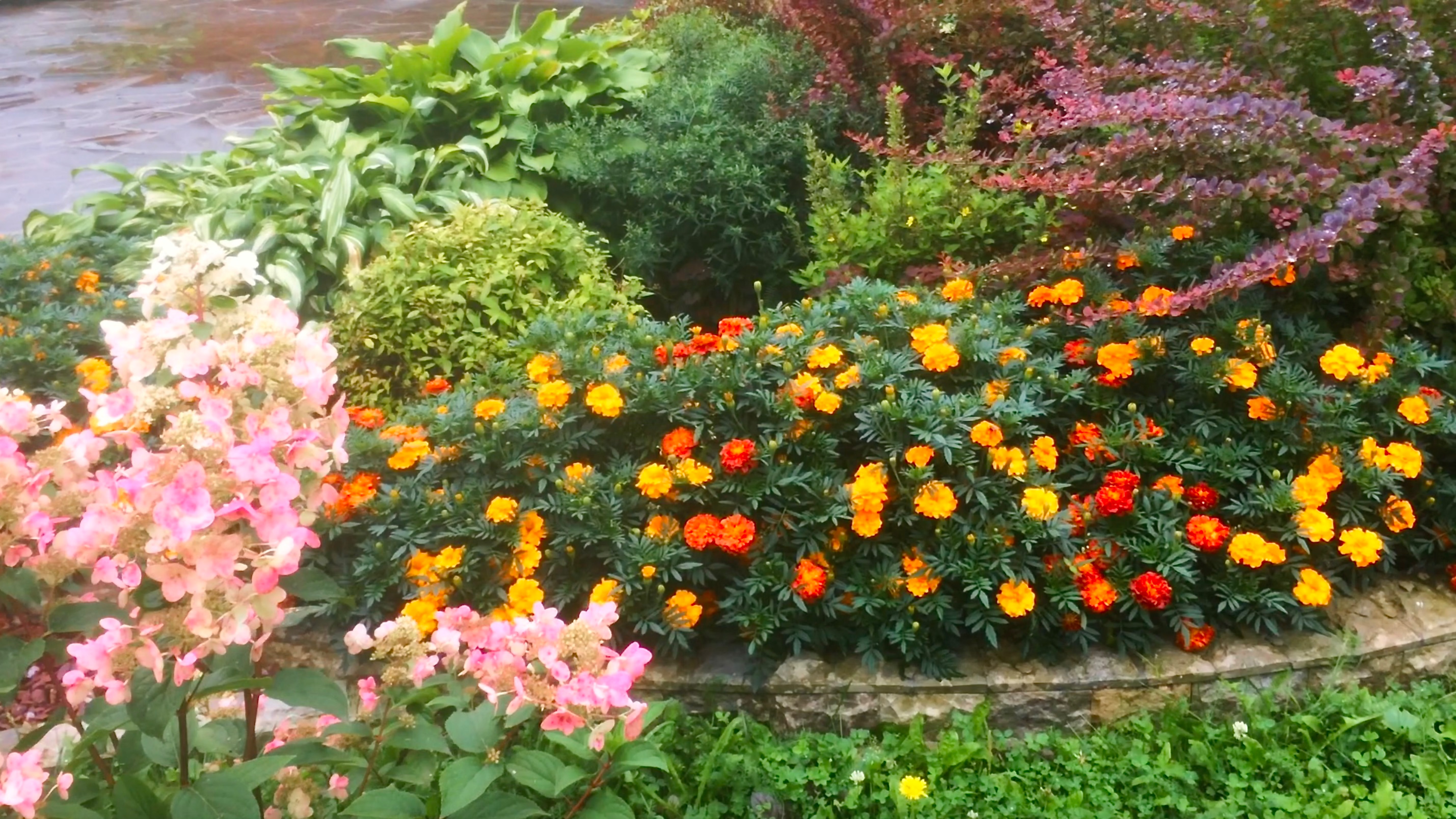 КЛУМБЫ ПРИ ВЪЕЗДЕ. Сочетание растений. АВГУСТ. Видео из архива 2021г. смотреть онлайн