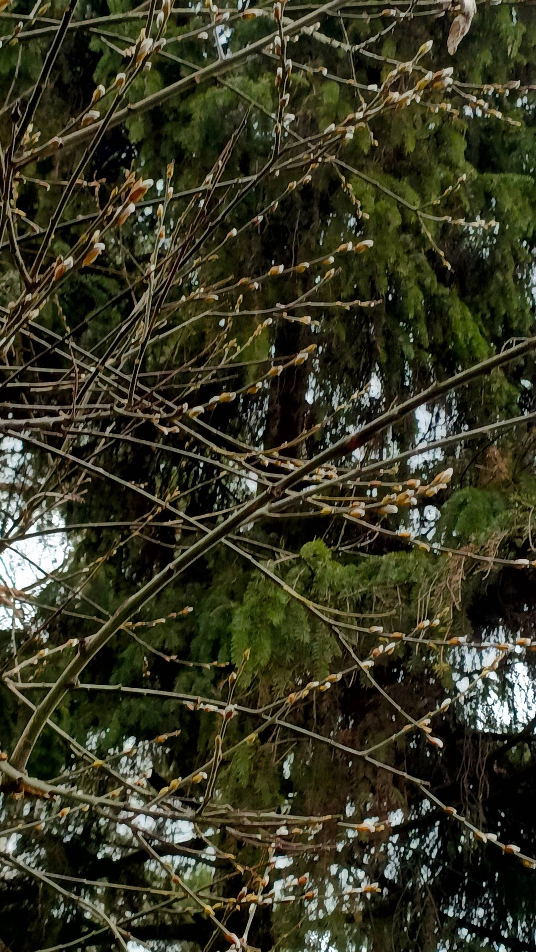 Верба в ноябре . Мир прекрасен - посмотри ! смотреть онлайн