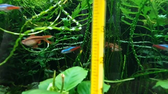 Аквариумная помпа Jebao.Год в аквариуме. смотреть онлайн