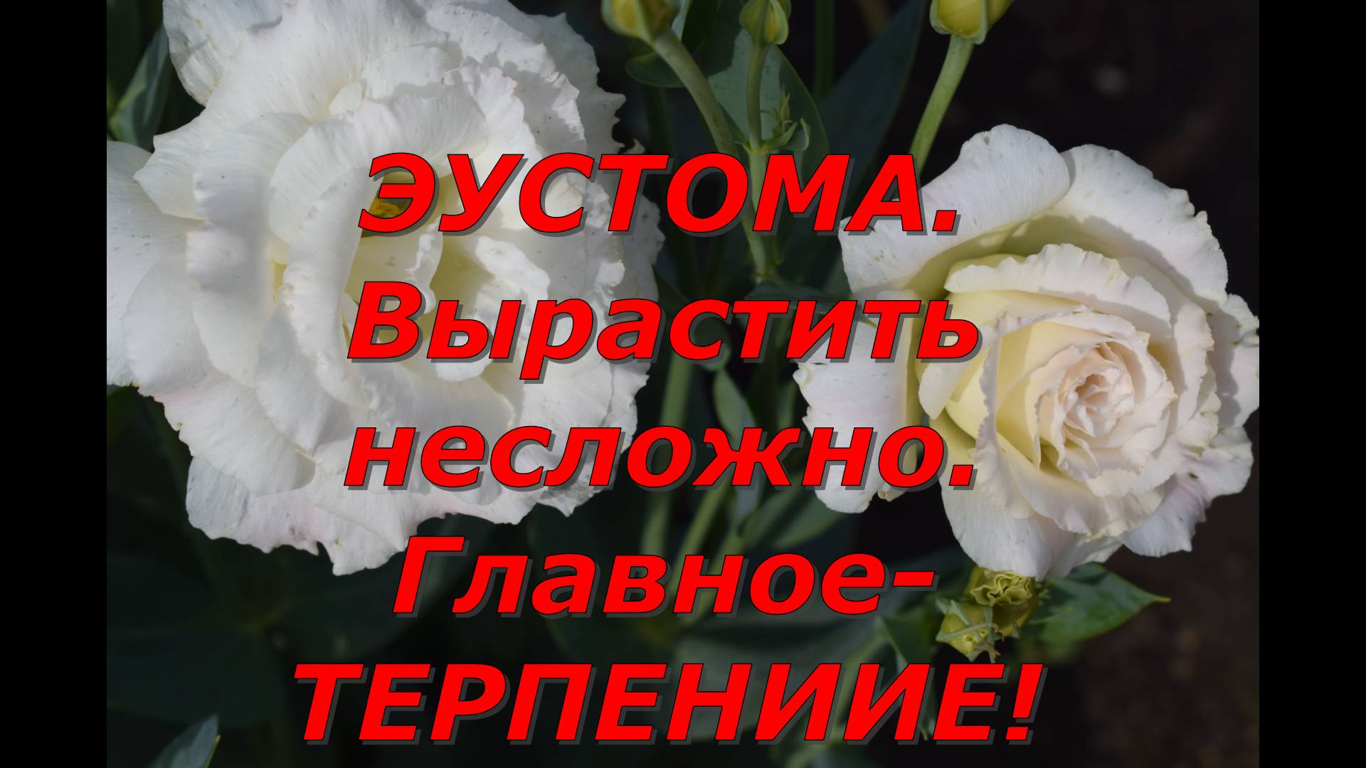 Эустома. Моменты выращивания смотреть онлайн