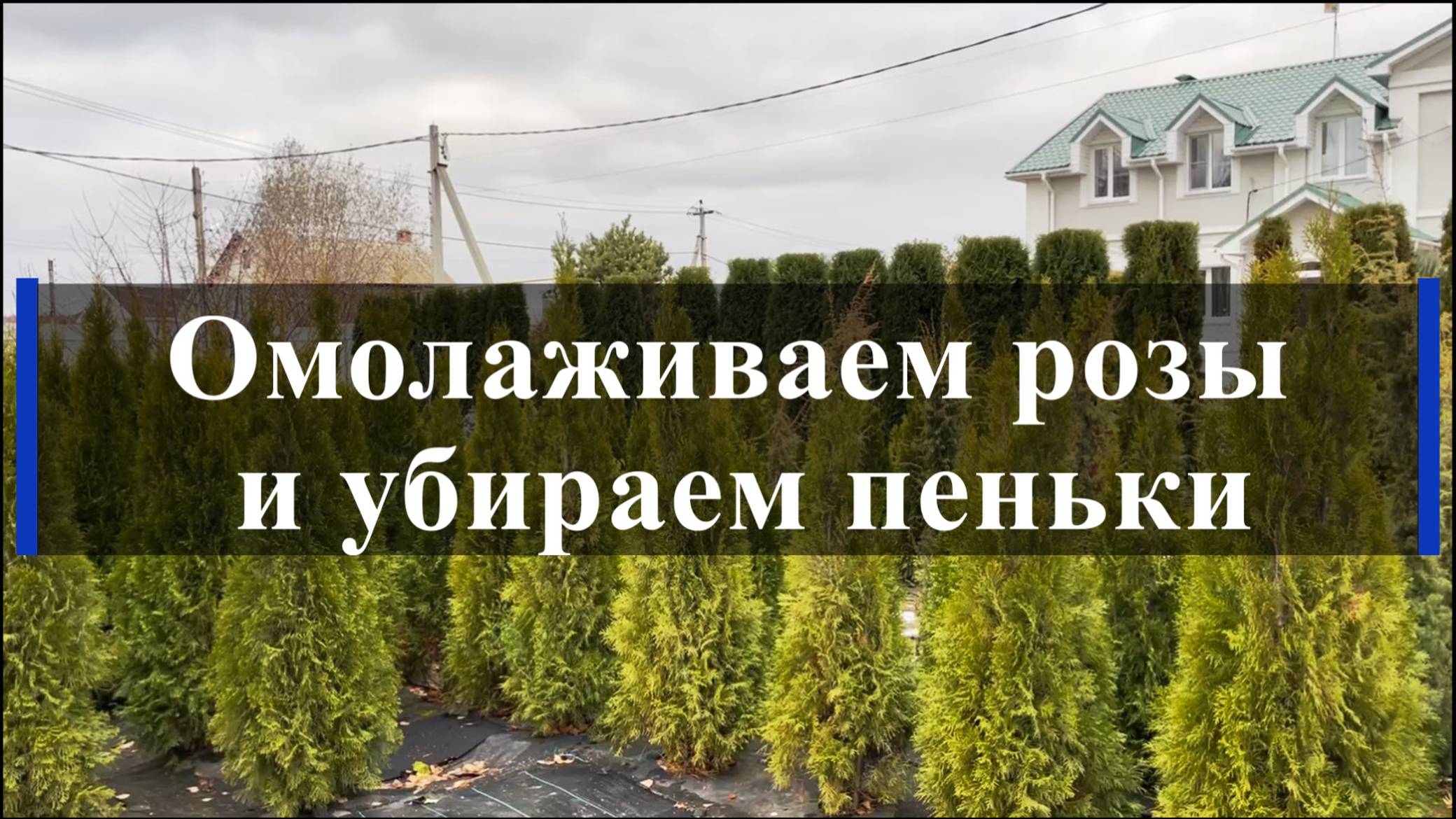 Омолаживаем розы и убираем пеньки смотреть онлайн