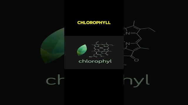 What is the Difference Between Chlorophyll and Chloroplast? Surprising Facts! смотреть онлайн