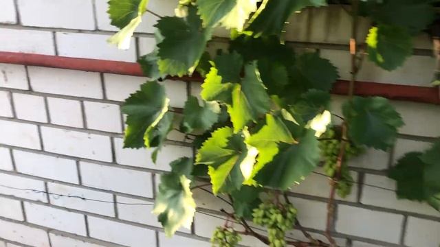 Виноградник Жилина. Четвёртая часть. смотреть онлайн