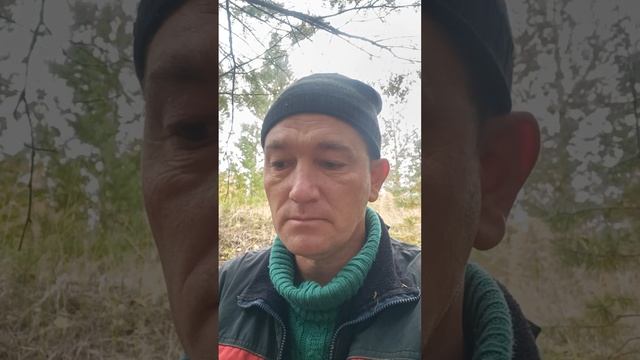 Пошёл за белыми и подосиновиками, а набрёл на плантацию чёрного груздя. смотреть онлайн