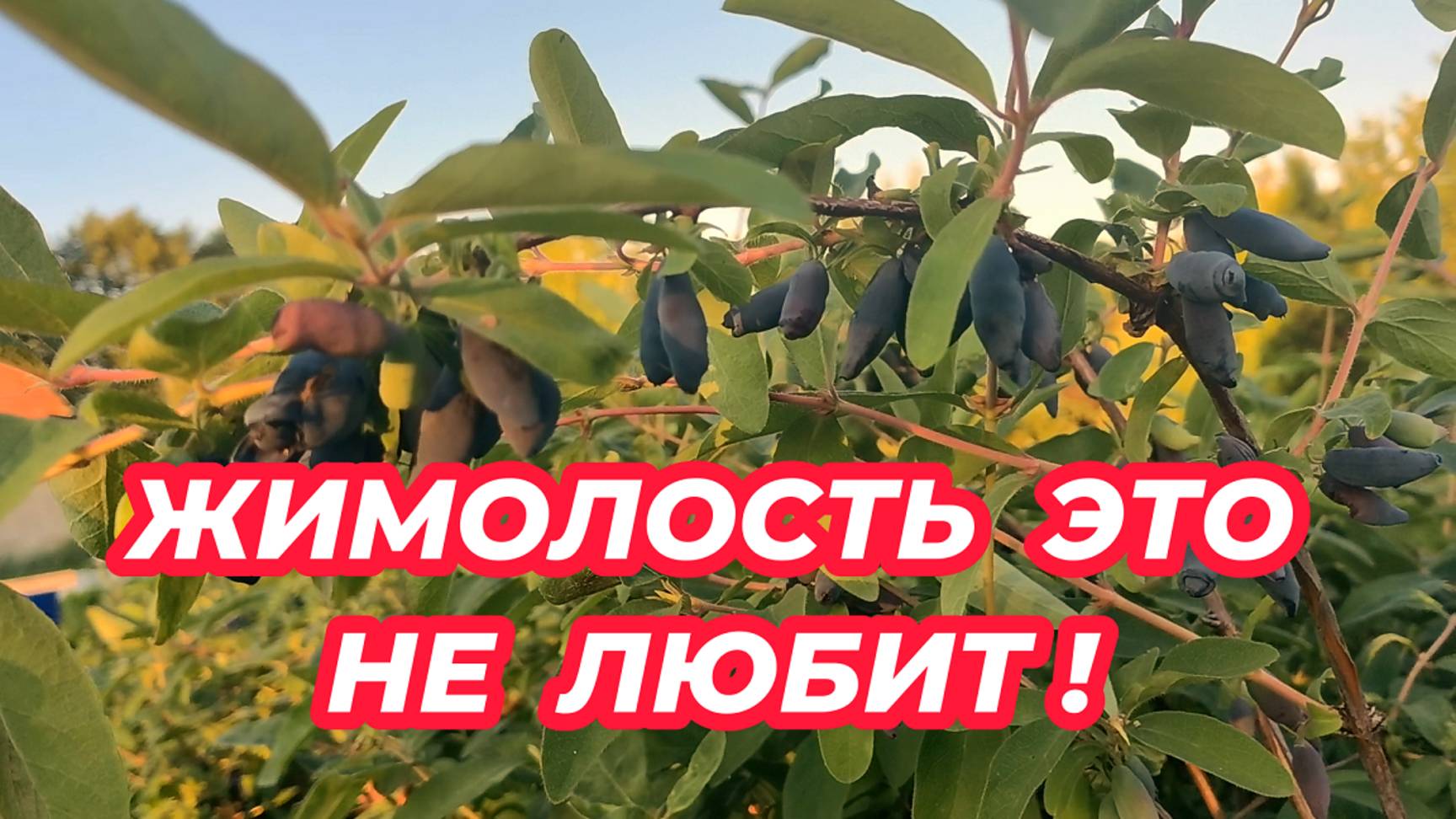 ЧТО НЕ ЛЮБИТ ЖИМОЛОСТЬ? 6 противопоказаний при выращивании жимолости смотреть онлайн