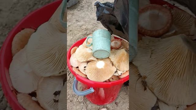 Результат грибалки за 6 часов. смотреть онлайн