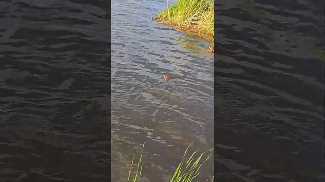 Нутрия плывёт в водохранилище Белгорода. Nutria is floating in the Belgorod reservoir. #белгород смотреть онлайн