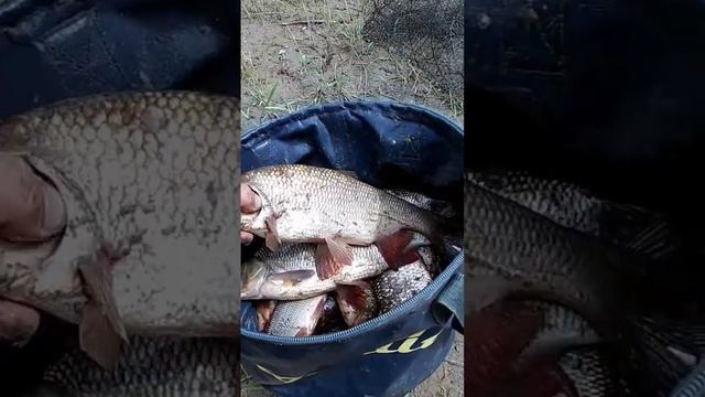 Порадовал улов в первый день отпуска. смотреть онлайн