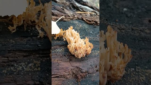 Рогатик. смотреть онлайн