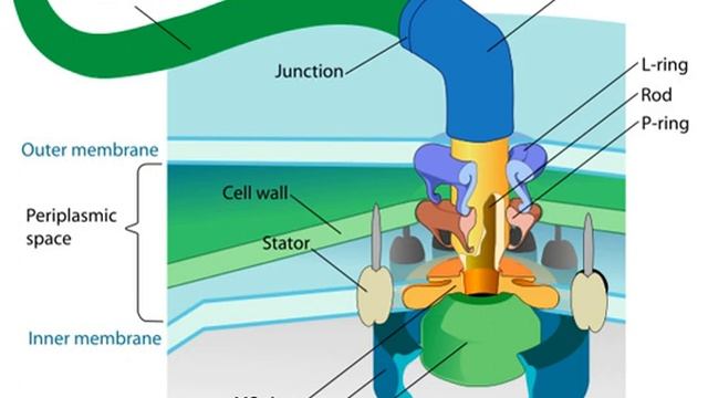 Flagella | Wikipedia audio article смотреть онлайн