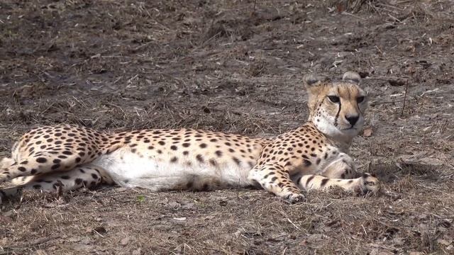 Гепарды Кода и Эстер. 28.04.2023 смотреть онлайн
