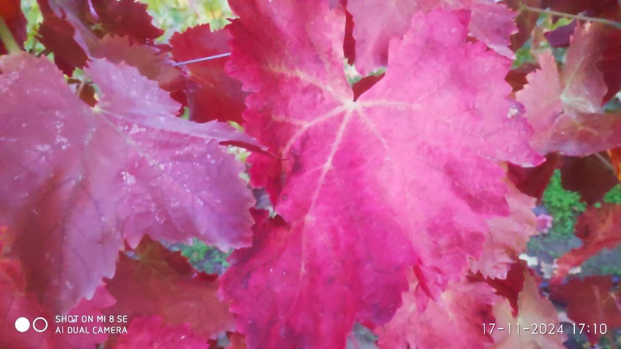 Люди жгут на кострах... Работаю и никаких чудес смотреть онлайн