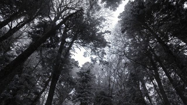 Shank (koan Remix)