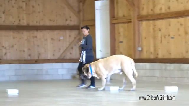 Spanky Mastiff L1C Element Trial in Gilbert, PA (Howell In) 04/23/2017 смотреть онлайн