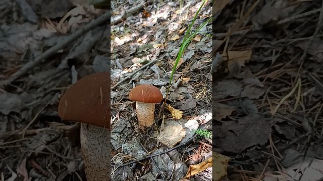 Идёшь за груздями, а попадаются такие красавцы. смотреть онлайн