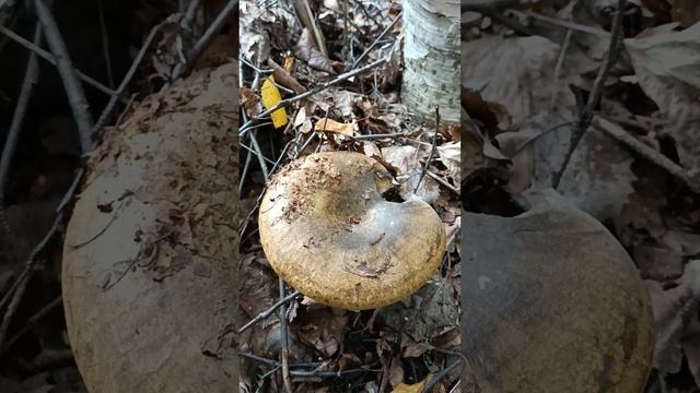 Как выглядит чёрный груздь? смотреть онлайн