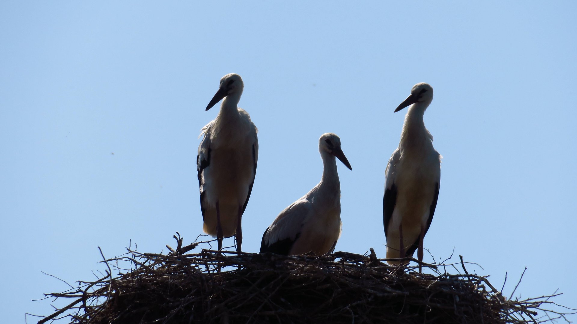 Путешествие в Беларусь смотреть онлайн