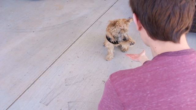 Purina commercial смотреть онлайн