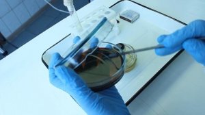 Посев на 4 сектора бактериальной петлей