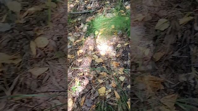 В поисках волнушек и груздей. 20 литровое ведро грибов за 1.5 часа. Поход по грибы до обеда. смотреть онлайн