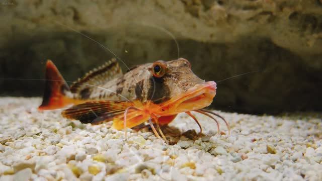 The Best 4K Aquarium - Dive Into The Mesmerizing Underwater Realm, Sea Jellyfish, Coral Reefs смотреть онлайн