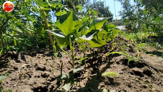 Ce se plantează și ce NU se plantează după cartofi смотреть онлайн