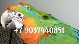 Ара каталина (гибрид попугаев ара) - ручные птенцы из питомника